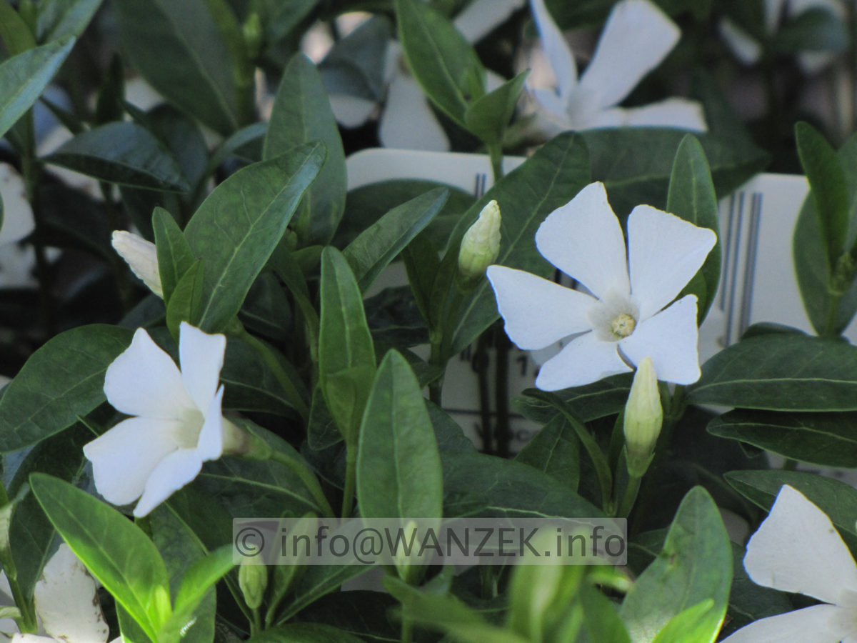 Vinca minor Alba.JPG